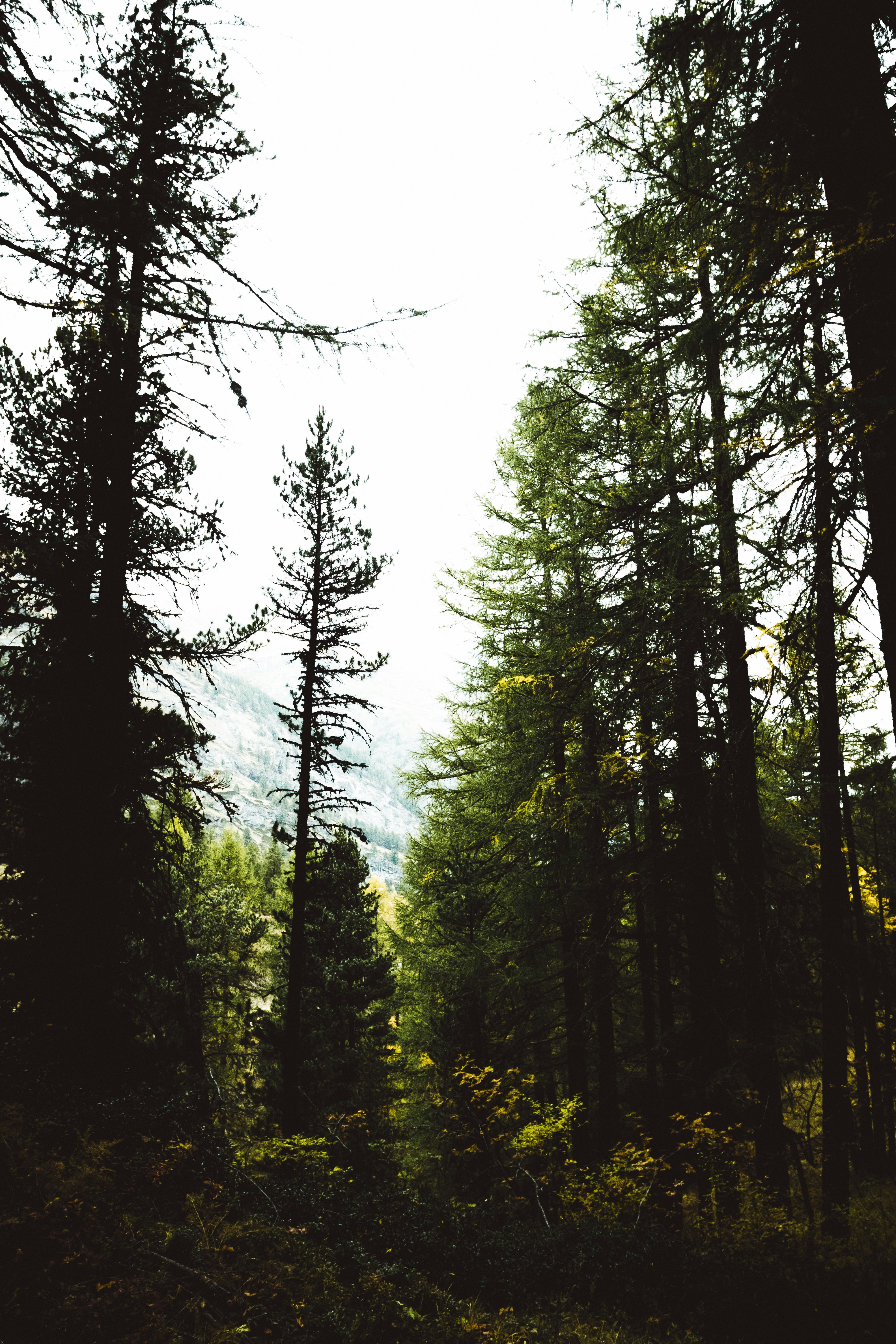 green trees under cloudy sky